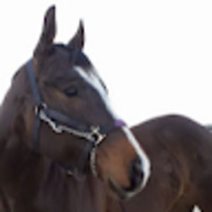 Meet your Posher, Kennedy